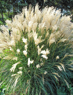 Miscanthus sin. Kleine Fontane- Ozdobnice čínská 3134
