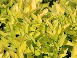 Zlaté oregáno-Origanum Vulgare Goldtaler - 137Z