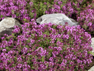 Thymus citrodorus - mateřidouška citronová - 138E
