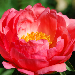 Pivoňka Paeonia- Coral Sunset 3168