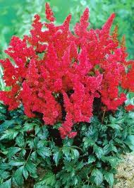 Čechrava, Astilbe Burgundy Red