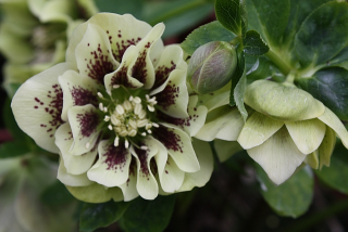 Helleborus Double Ellen Yellow-Čemeřice -