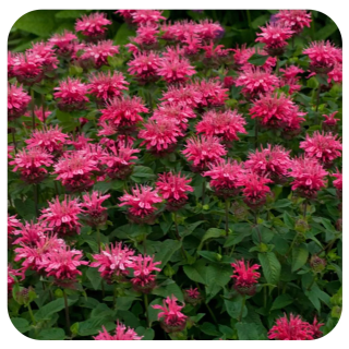 Monarda růžová- Zavinutka  3113