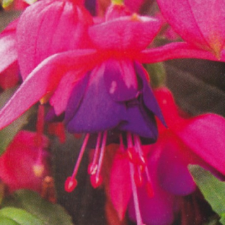 Leonita Rose-Violet 1161 F