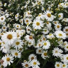 Aster novi-belgii-bílá