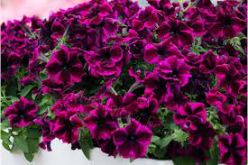 Petunia Crazytunia Cosmic Purple - 052C
