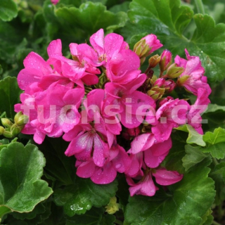 Penve muškát vzpřímený Pelargónie - 1232