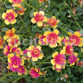 Portulaga umbraticola - Šrucha - 166