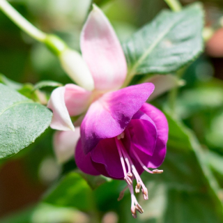 Kanada Fuchsie 830