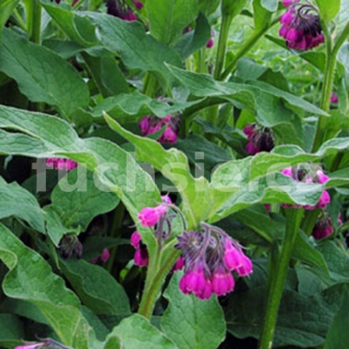 Kostival lékařský,  Symphytum Officinale - 164A