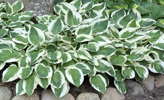 Bohyška, Hosta Francee 3158