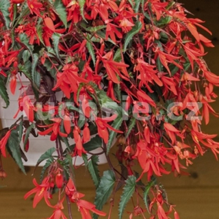 Begonia Boliviensis - červená poloplná - 195