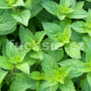 Máta zázvorová (Mentha gracilit, Ginger) - 162B