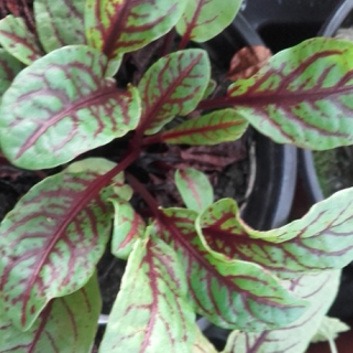 Šťovík krvavý (Rumex sanguineus) - 167R