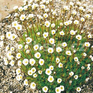 Lomikámen (Saxifraga),bílá 3082