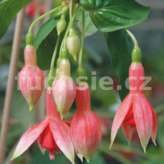 Prince of Orange Fuchsie
