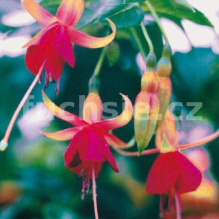 Major Heappy Fuchsie (Niederholzer USA  1941)  308