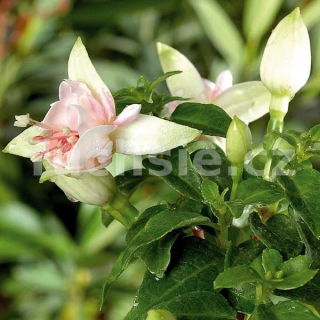 Diva White/White Fuchsie  485