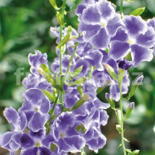 Duranda Repens - 179