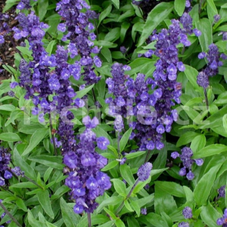 Šalvej pomoučená-Salvia farinacaea - 106F