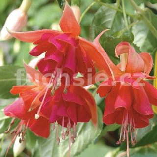 Dancing Flame Fuchsie   428