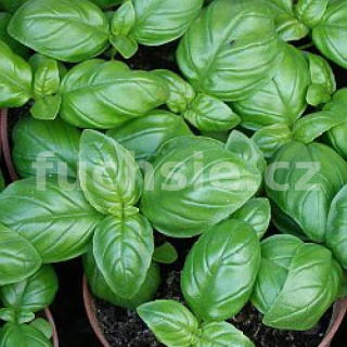 Bazalka keříčková (Ocimum Basilicum  - 163A