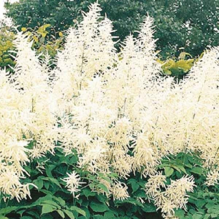 Udatná (Aruncus Diocius)  3090