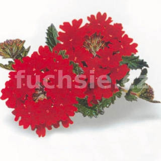 Verbeny červená - 081