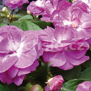 Impantiens fialový Balzamína plnokvětá - 032