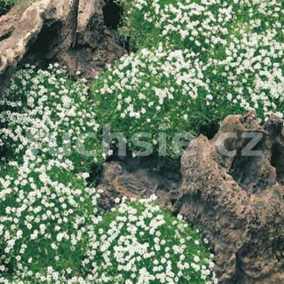 Úrazník (Sagina Subulata)