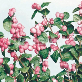 Pámelník (Symphoricarpos D. Magic Berry) - 1070