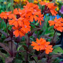 Kohoutek (Lychnis Chalcedonica)