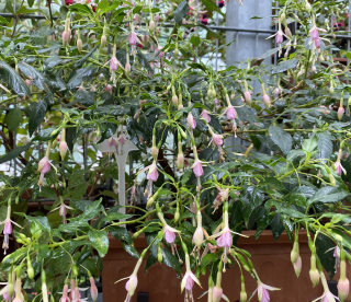 Whiteknight´s Pearl -mrazuivzdorná