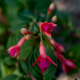 Walz Klokkenspel Fuchsie (Šl. Henk Waldenmaier,NL,2001)   622