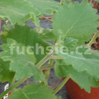 Chřipkovník (Plectranthus spp.) - 137E