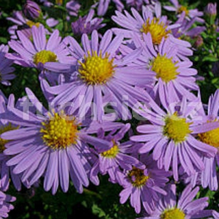 Astra podzimní (Aster Dumosus)- sv. modrá  3100