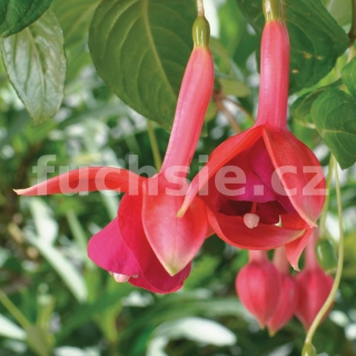 Herps Gamba Fuchsie (Šl. Henk Waldenmaier,NL,2002) 742