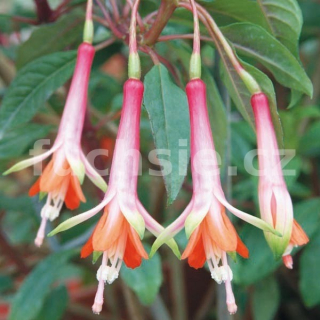 Fanfare Fuchsie 332