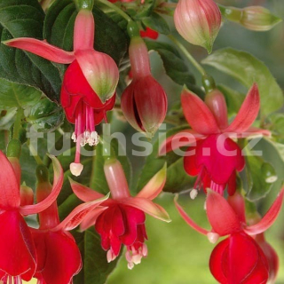 Paulus Fuchsie 509