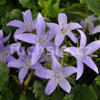 Campanula Addenda (Zvonek převislý) 038