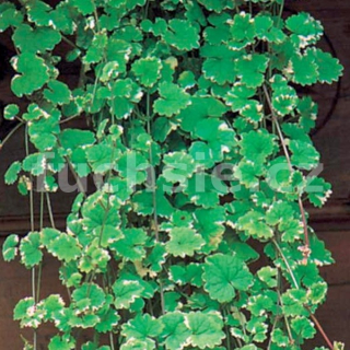 Popenec - Glechoma hederacea - 105