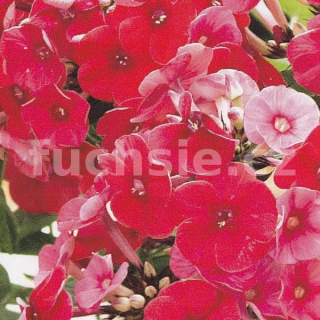 Phlox Paniculata červený-plamenka latnatá 3143