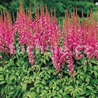 Čechrava růžová (Astilbe Chinensis Pumila)