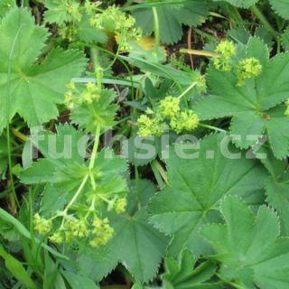 Kontryhel-Alchemilla xanthochlora (kontryhel žlutozelený) - 164K