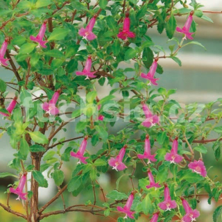 Oosje Fuchsie  284
