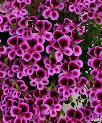 Pelargónie Angeleyes Blueberry - 1271