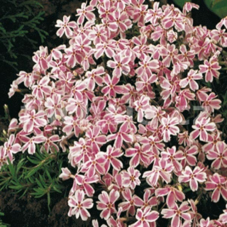 Plaménka (Phlox Sabulata) růžovo bílý
