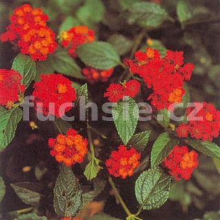 Lantana Camara červená (Libora měňavá) - 134