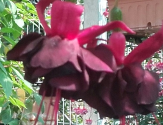Merbeller Purple Rain 1141 F