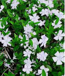 Vinca Minor Alba- barvínek - 3106